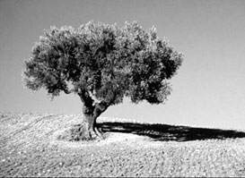 Оливковое дерево в тунисской пустыне